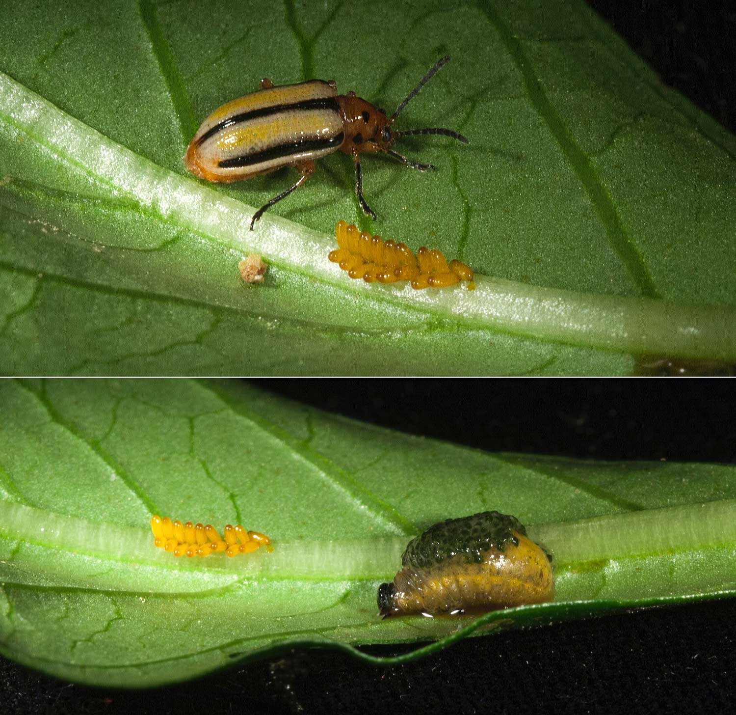 3 Lined Potato Beetles Rely On The Defenses Of Sacred Datura Colorado Arts Sciences Magazine Archive University Of Colorado Boulder