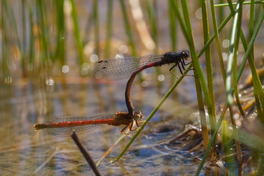 male western red damsel