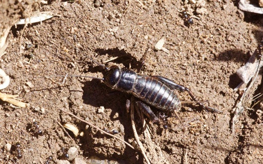 Field crickets