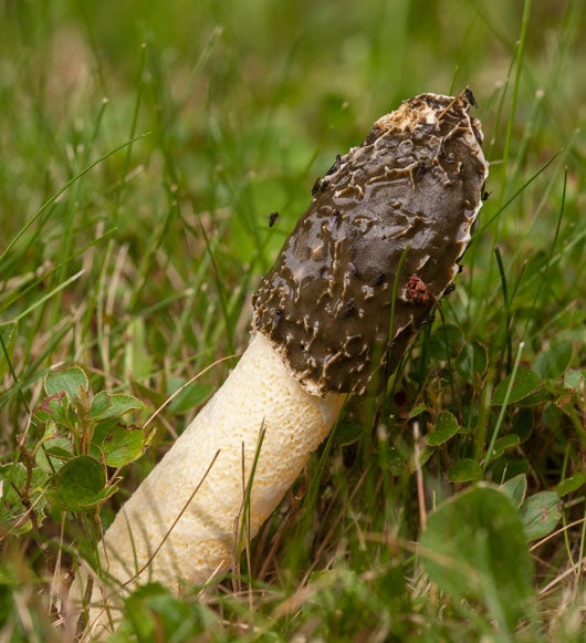 phallus fungus