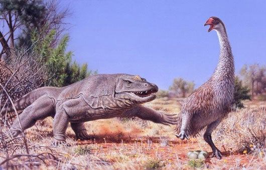 An illustration of the giant flightless bird known as Genyornis newtoni, surprised on her nest by a 1 ton, predatory lizard named Megalania prisca in Australia roughly 50,000 thousands of years ago. Illustration by Peter Trusler, Monash University.  