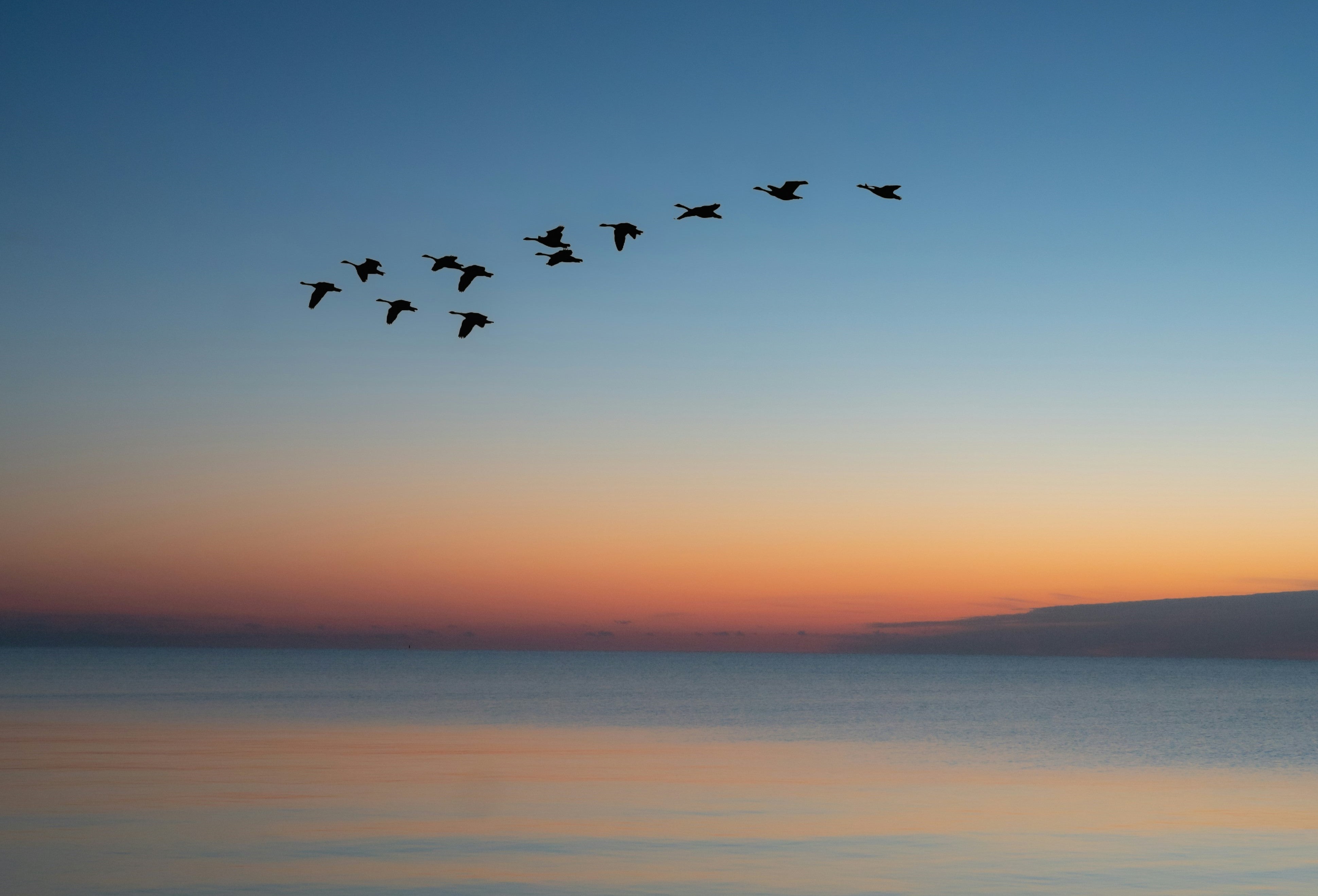 Migration no guarantee of bird biodiversity – University of Colorado Boulder