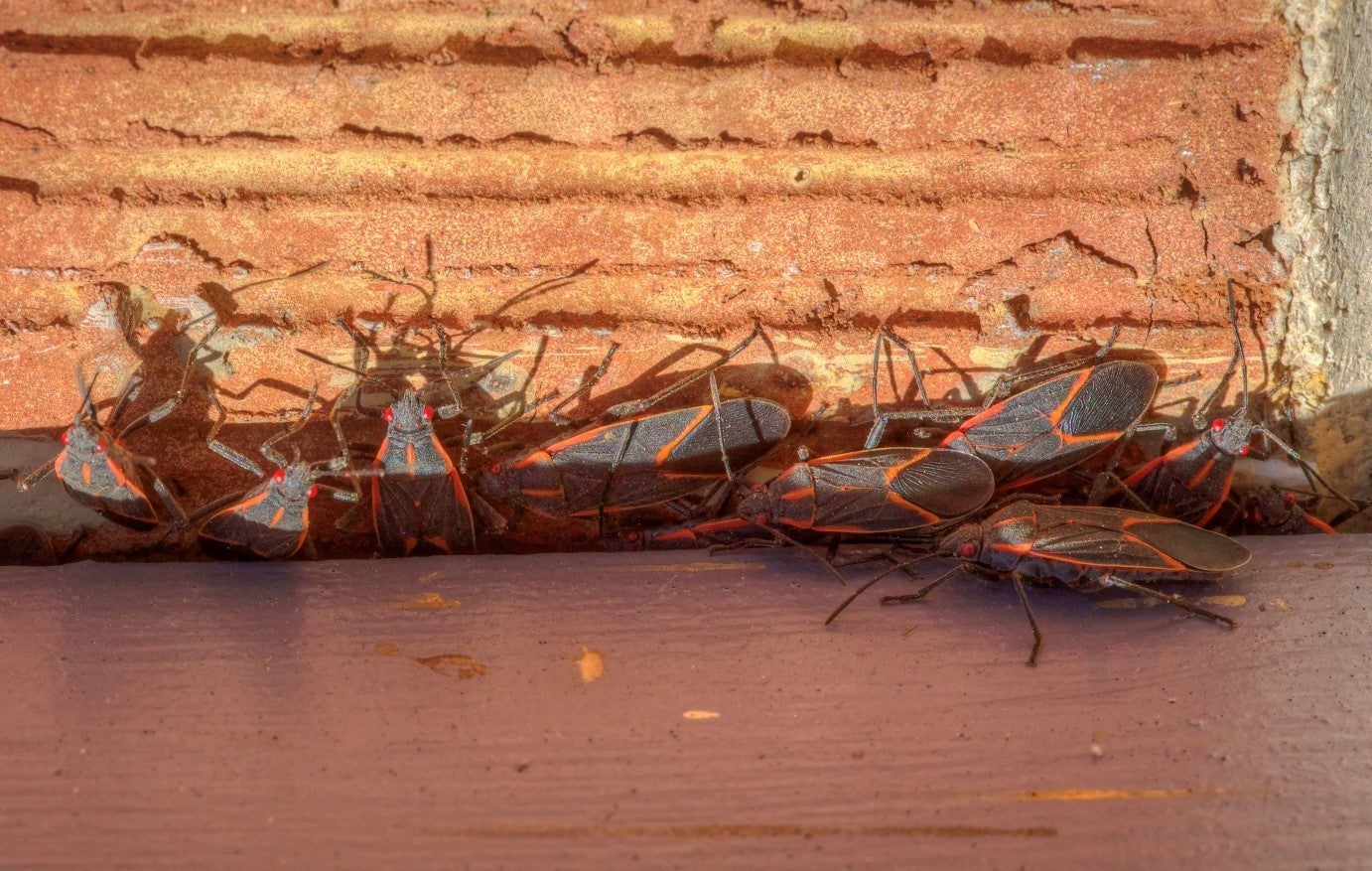 Boxelder bugs and other insects are invading houses | Colorado Arts and ...