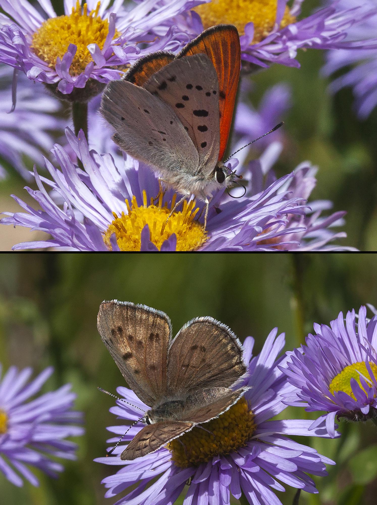 two butterflies