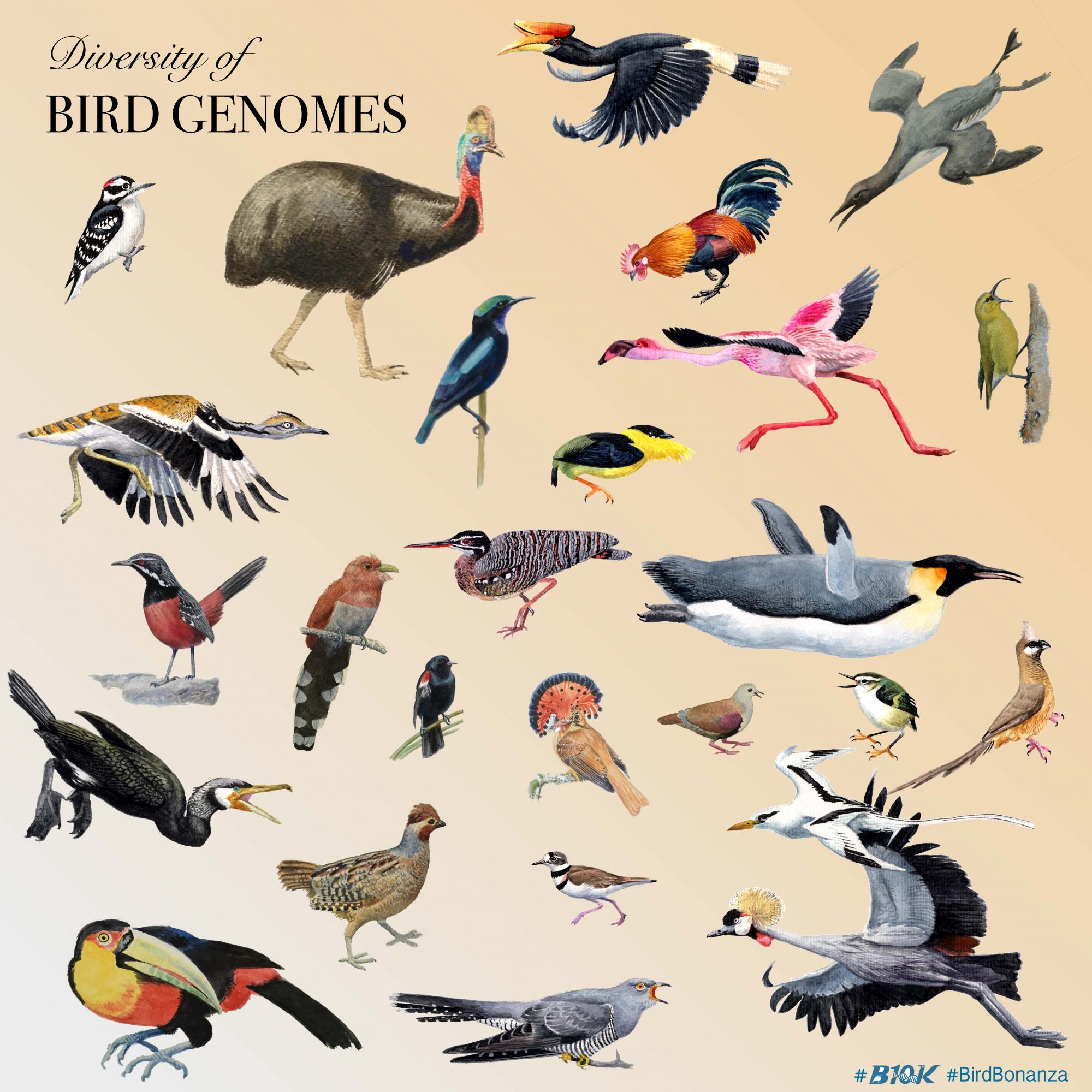 New genomes provide insight into bird evolution | Colorado Arts and ...