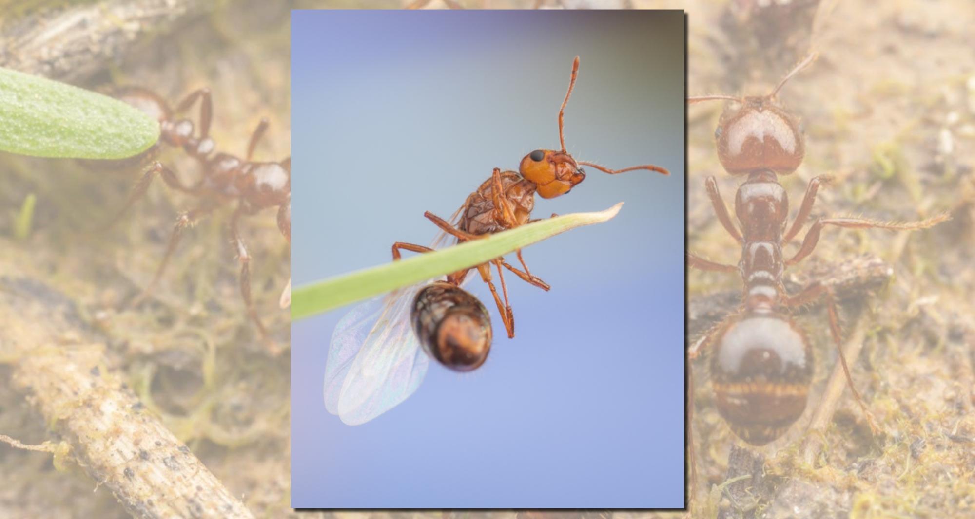 Following fire ants on the march | Colorado Arts and Sciences Magazine ...