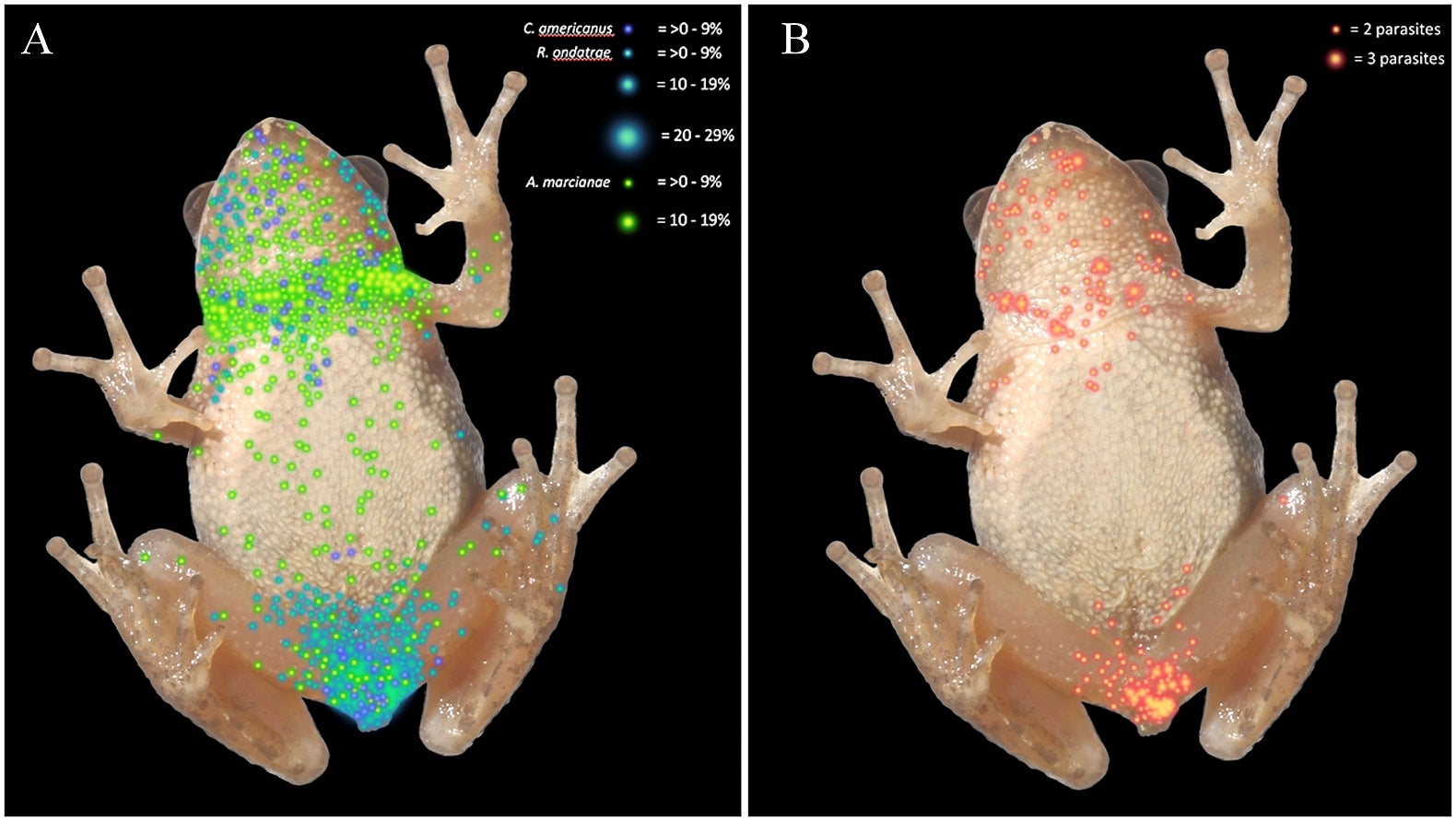 Not just a fluke: learning more about trematode infection | Colorado ...