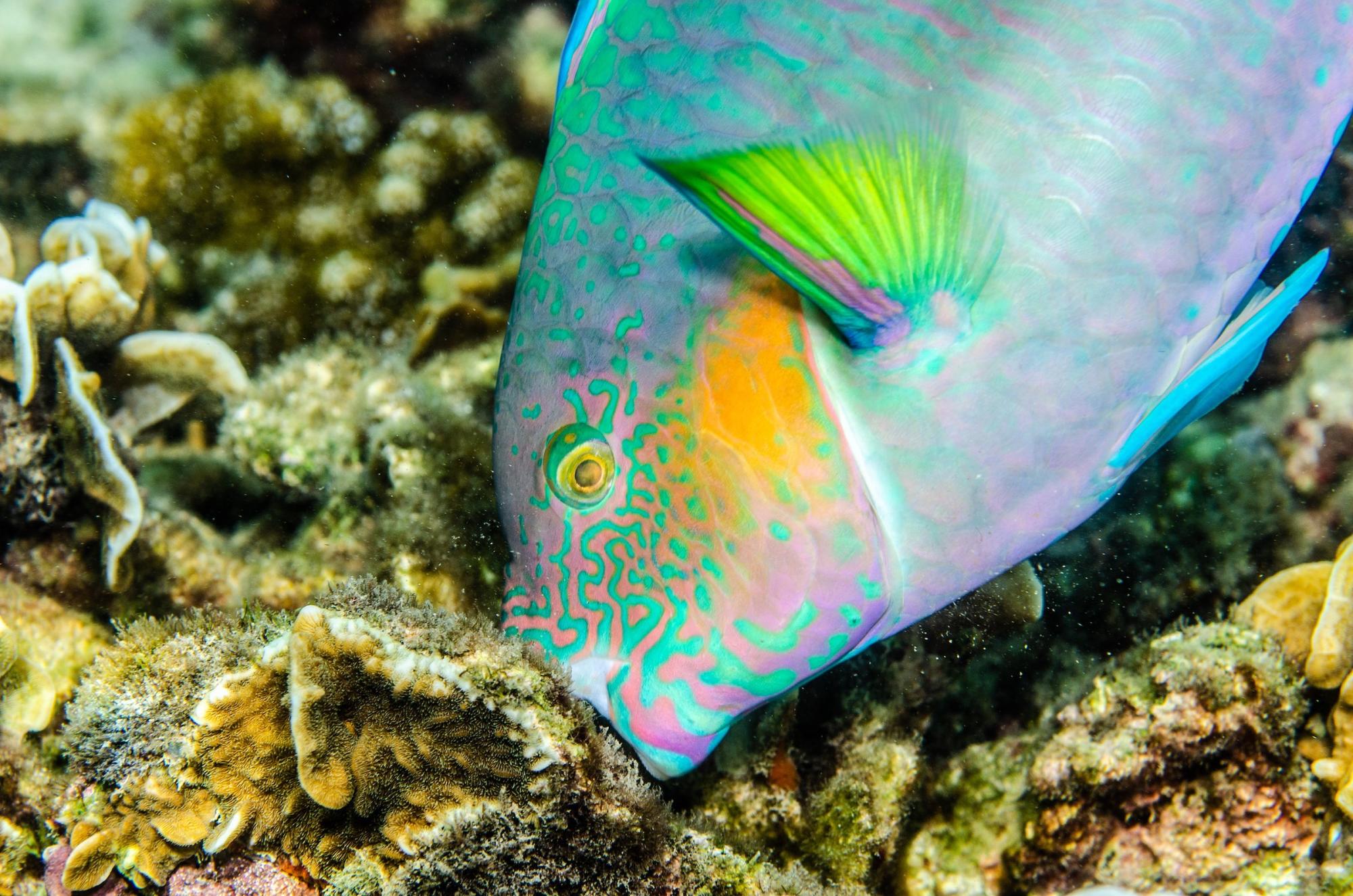 Spying on fish to discover the ‘Rules of Life’ | Colorado Arts and ...