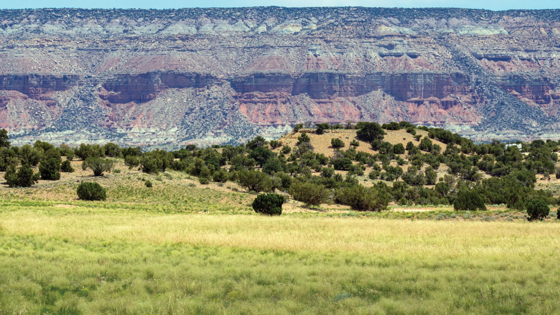 A close look at Indian rice grass | Colorado Arts and Sciences Magazine ...