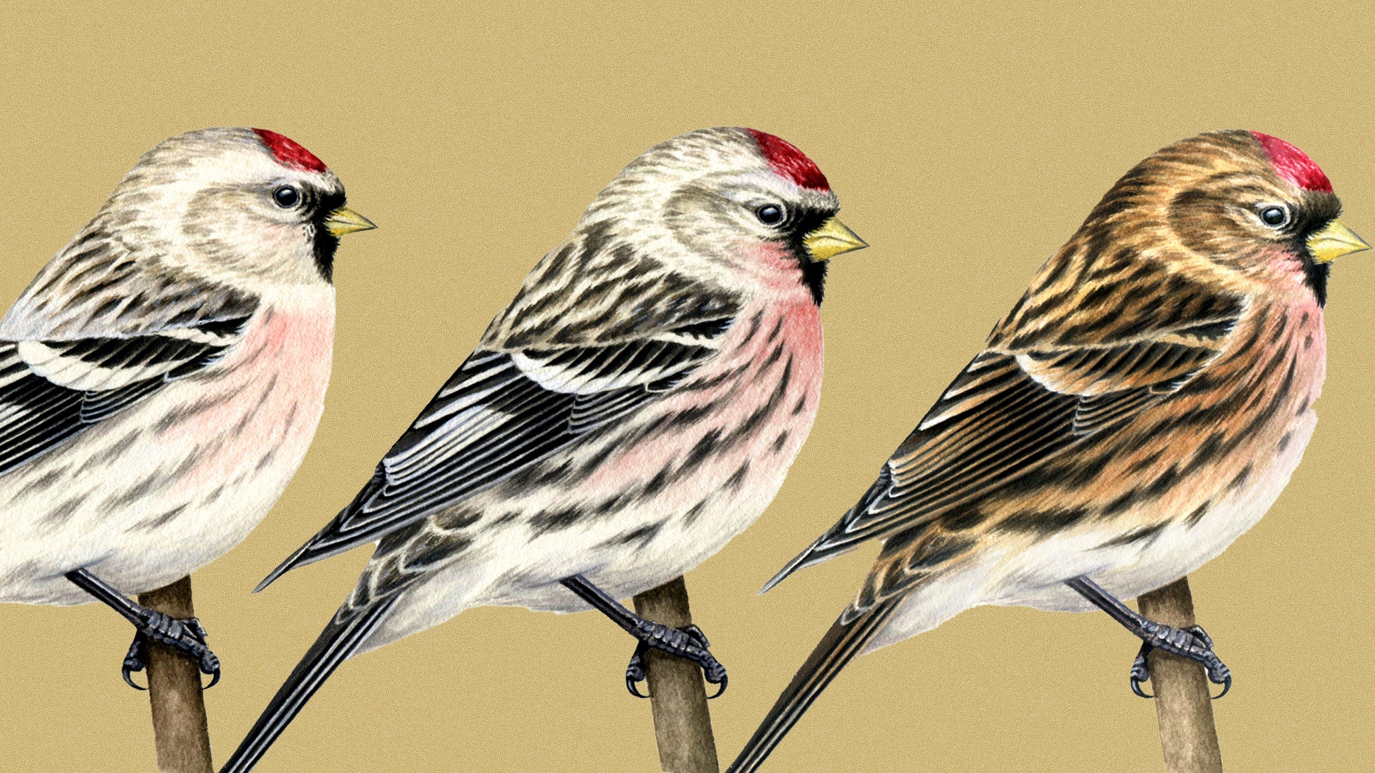 Redpolls reflect continuous variation influenced by supergene in one ...