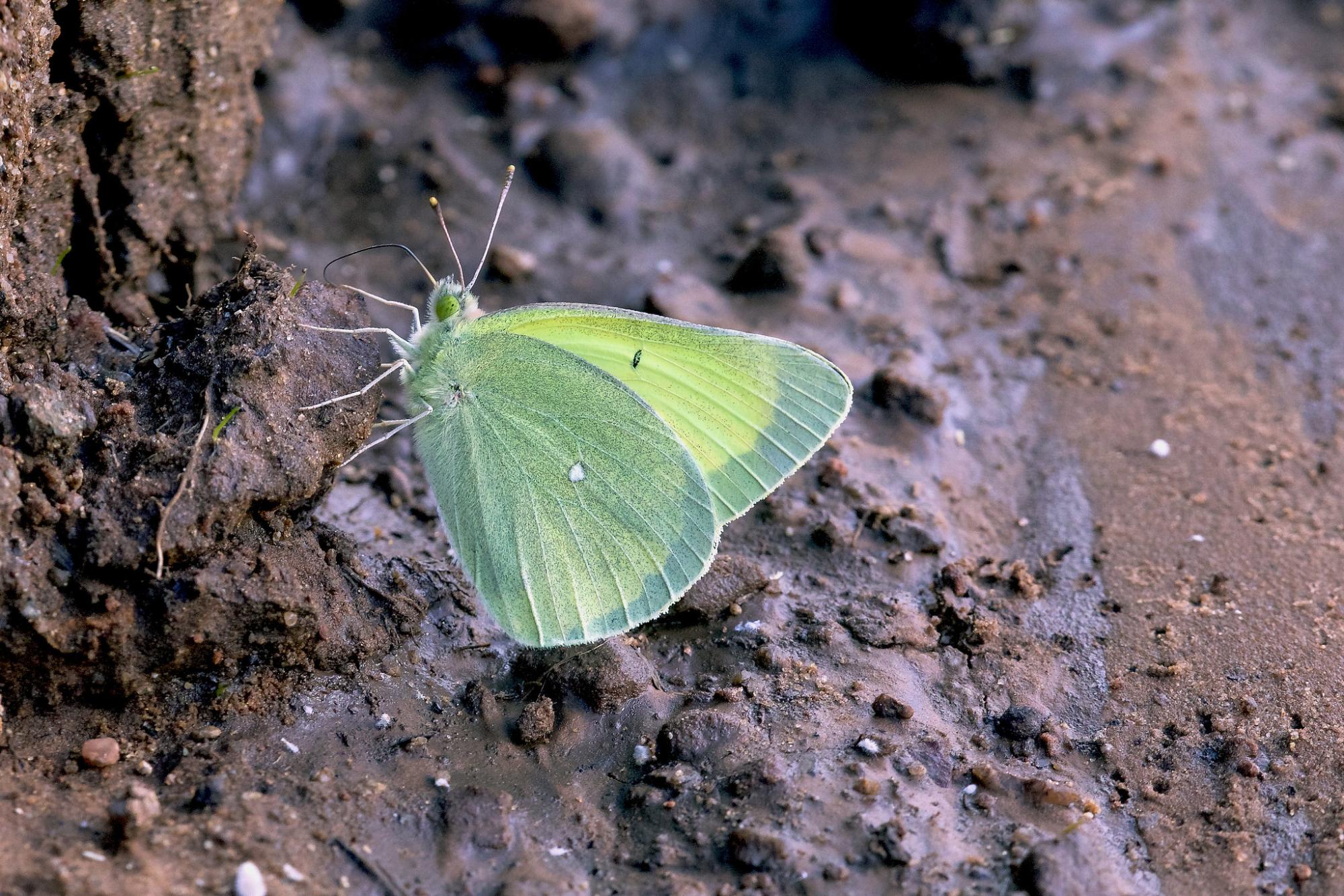 Queen Alexandra’s sulphur an ultraviolet marvel | Colorado Arts and ...
