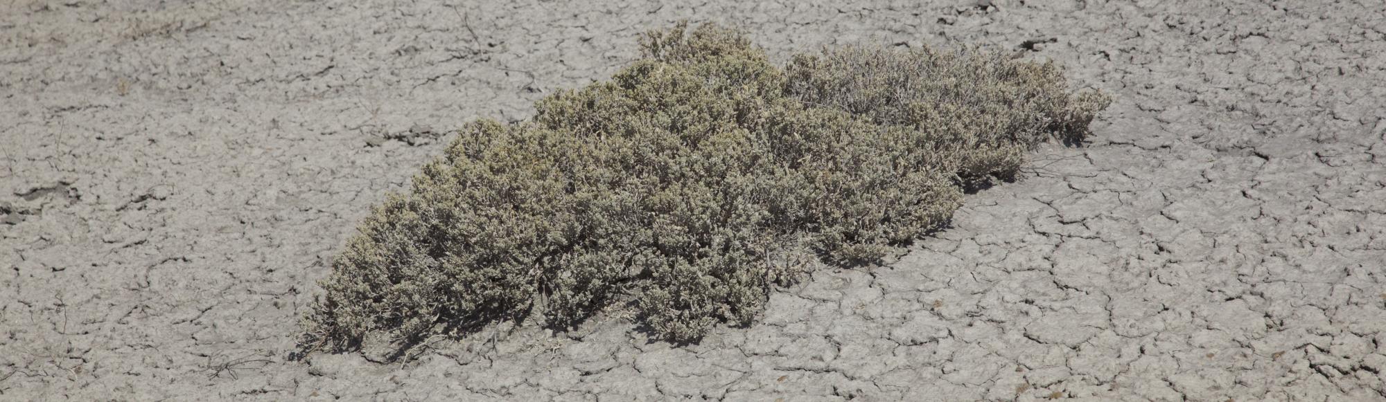 Mat saltbush thrives on Mancos Shale | Colorado Arts and Sciences ...