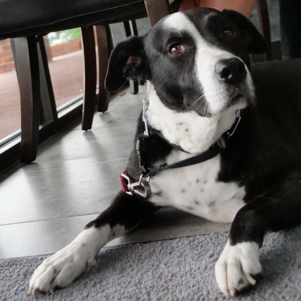 Shane the therapy dog.