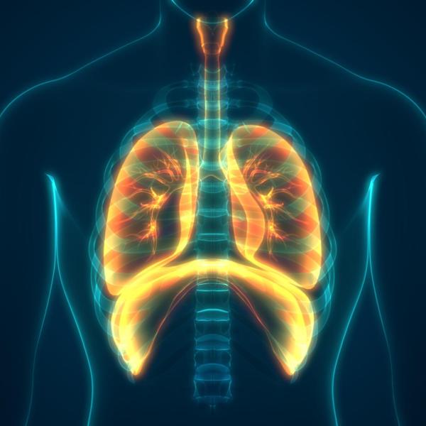 internal illustration of lungs and diaphragm