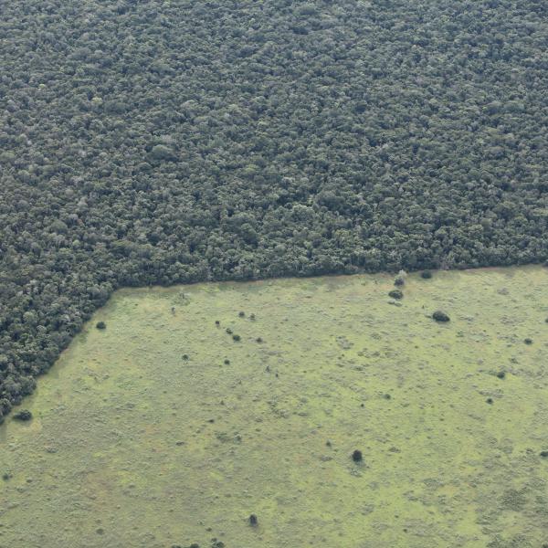 Habitat destruction: Forest converted to pastures. The Atlantic forest of coastal Brazil is among the most threatened habitats in the world. Photo courtesy of Rhett A. Butler, Founder of the non-profit tropical conservation forum: Mongabay