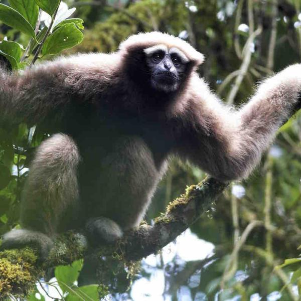 An Eastern hoolock gibbon (Hoolock leuconedys) - an endangered ape species found in Asia. Photo courtesy of Fan Pen Fei, Professor, Sun Yat-Sen University