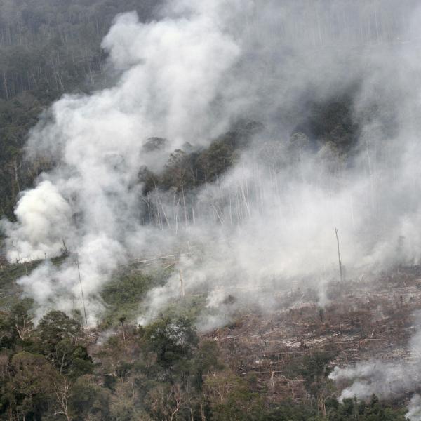 Habitat destruction: fire in primate habitat: Tesso Nilo National Park, Sumatra. Photo courtesy of William F. Laurance, Professor, James Cook University