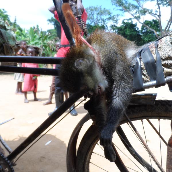 A victim of the bushmeat trade: hunted redtail monkey (Cercopithecus ascanius), Kisangani, Democratic Republic of Congo. Photo courtesy of Josephine Head, Max Plank Institute