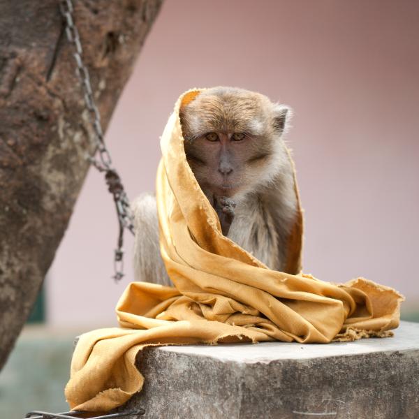 A victim of the pet trade: long-tailed macaque (Macaca fascicularis), chained up as a pet in Java, Indonesia. Photo courtesy of Andrew Walmsley, Little Fireface Project