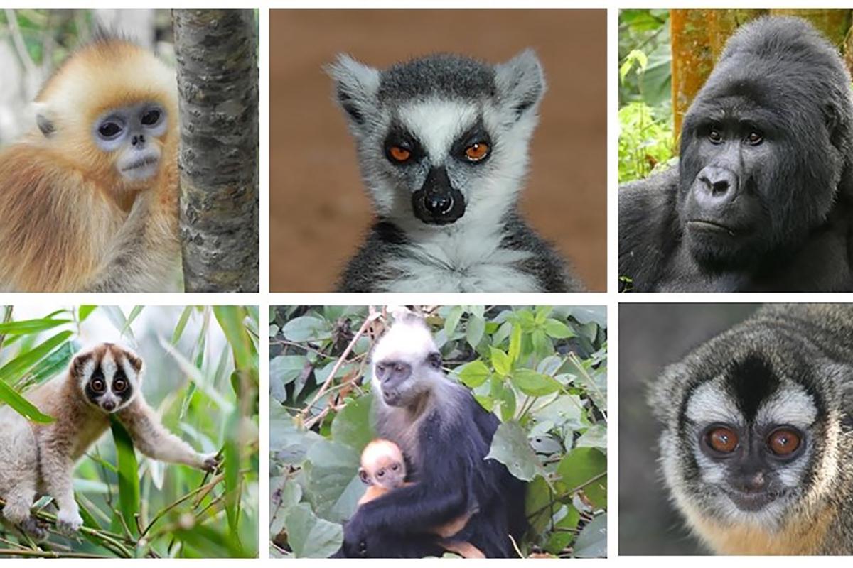 primate
