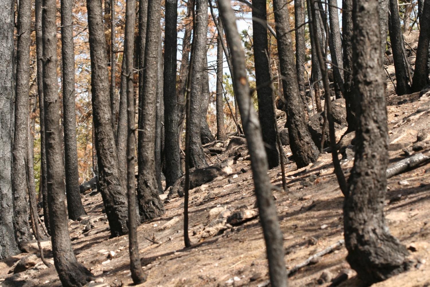 The aftermath of the 2010 Fourmile Fire, the costliest in terms of private-property loss in Colorado to that date, opened the door for CU-Boulder scientists, including graduate students and undergraduates, to study the microbial response to wildfire over time. Photo by Jeff Mitton.