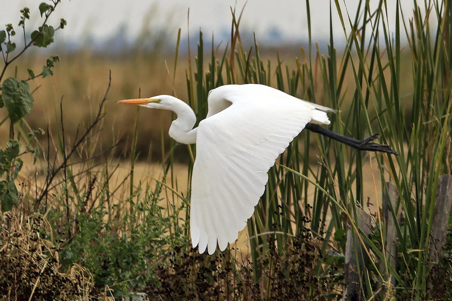 Great Egret