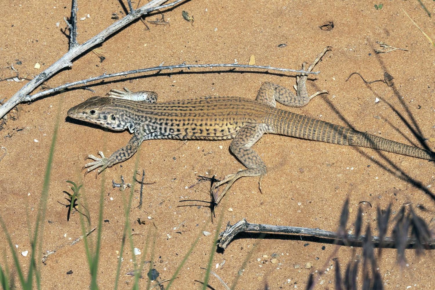 Plateau Tiger Whiptail