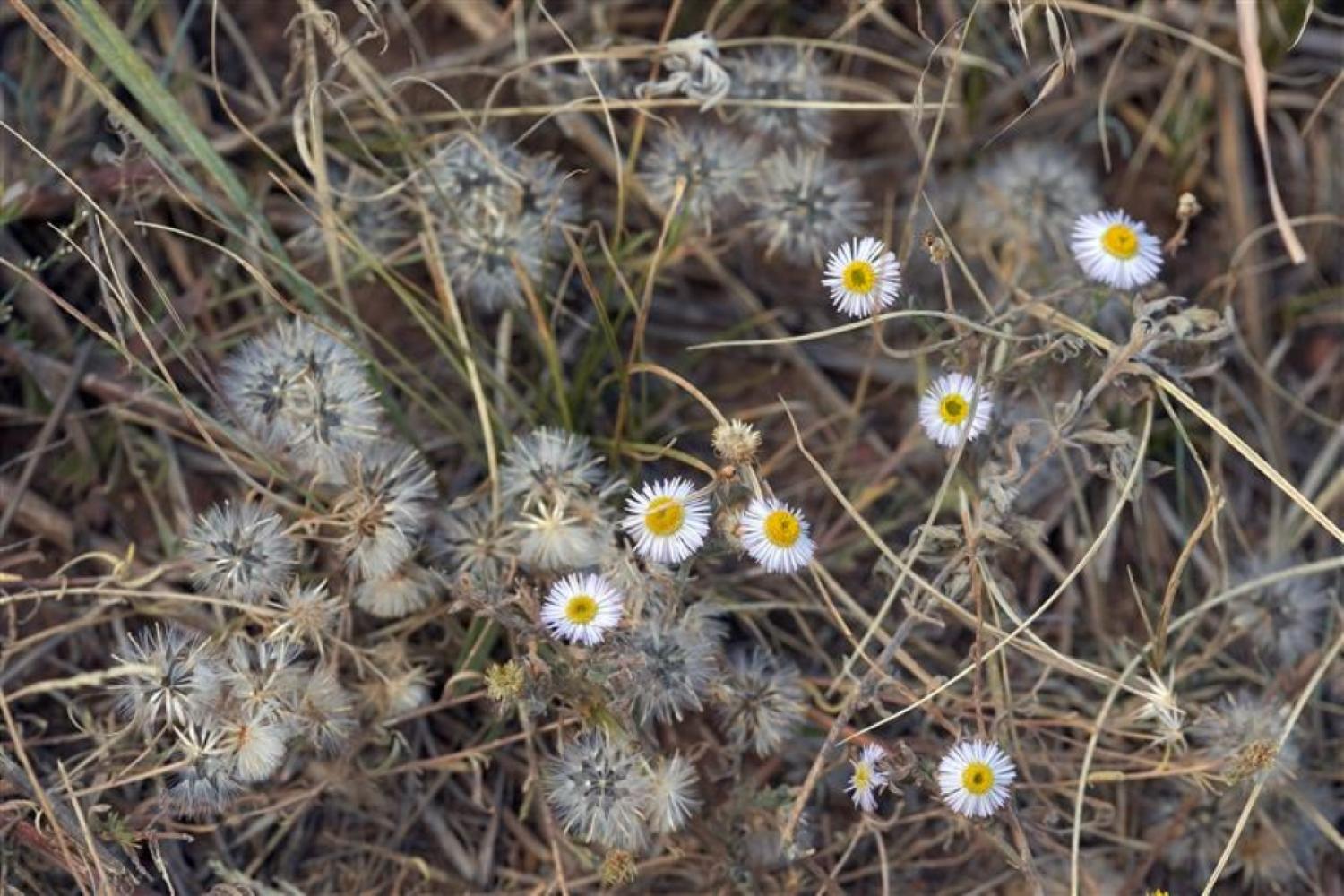 Flowering trailing fleabane plant and its seeds