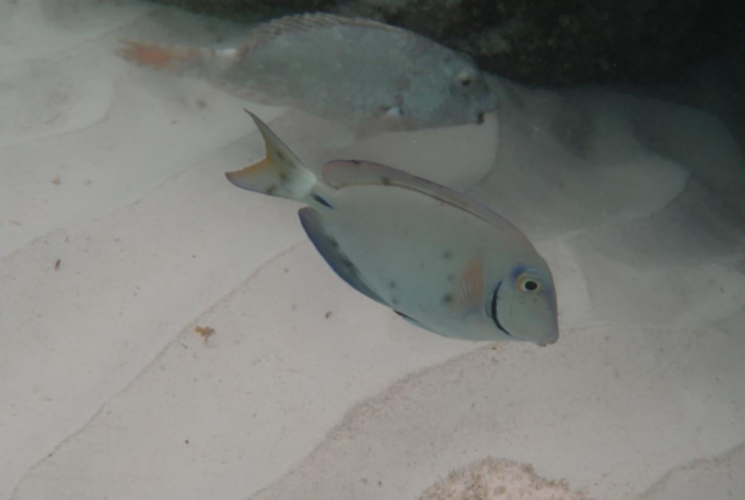 ocean surgeonfish with black spot syndrome
