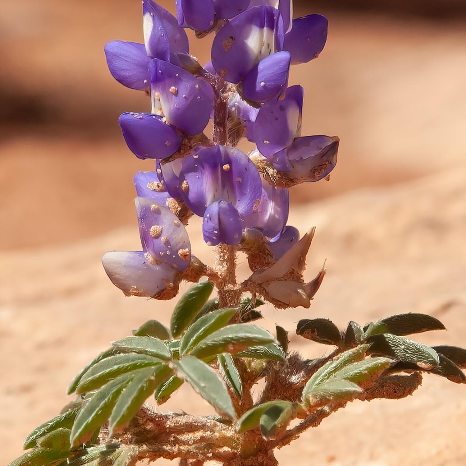 Dwarf lupine plant with purple blooms