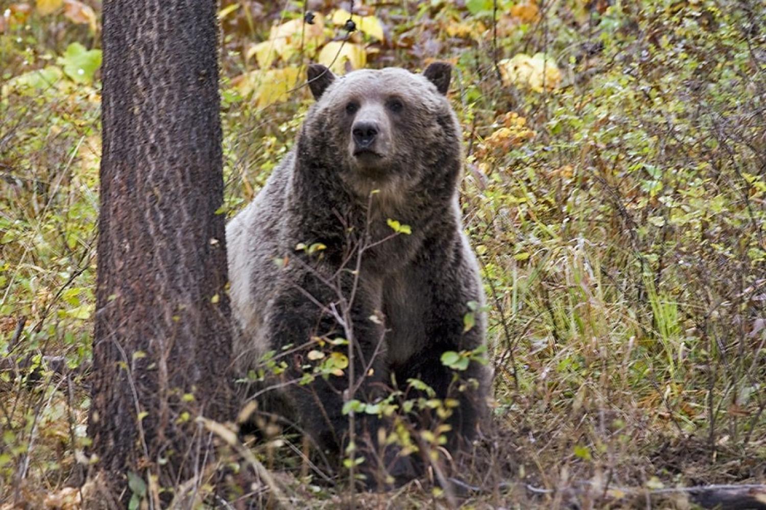 grizzly bear by tree in Montana