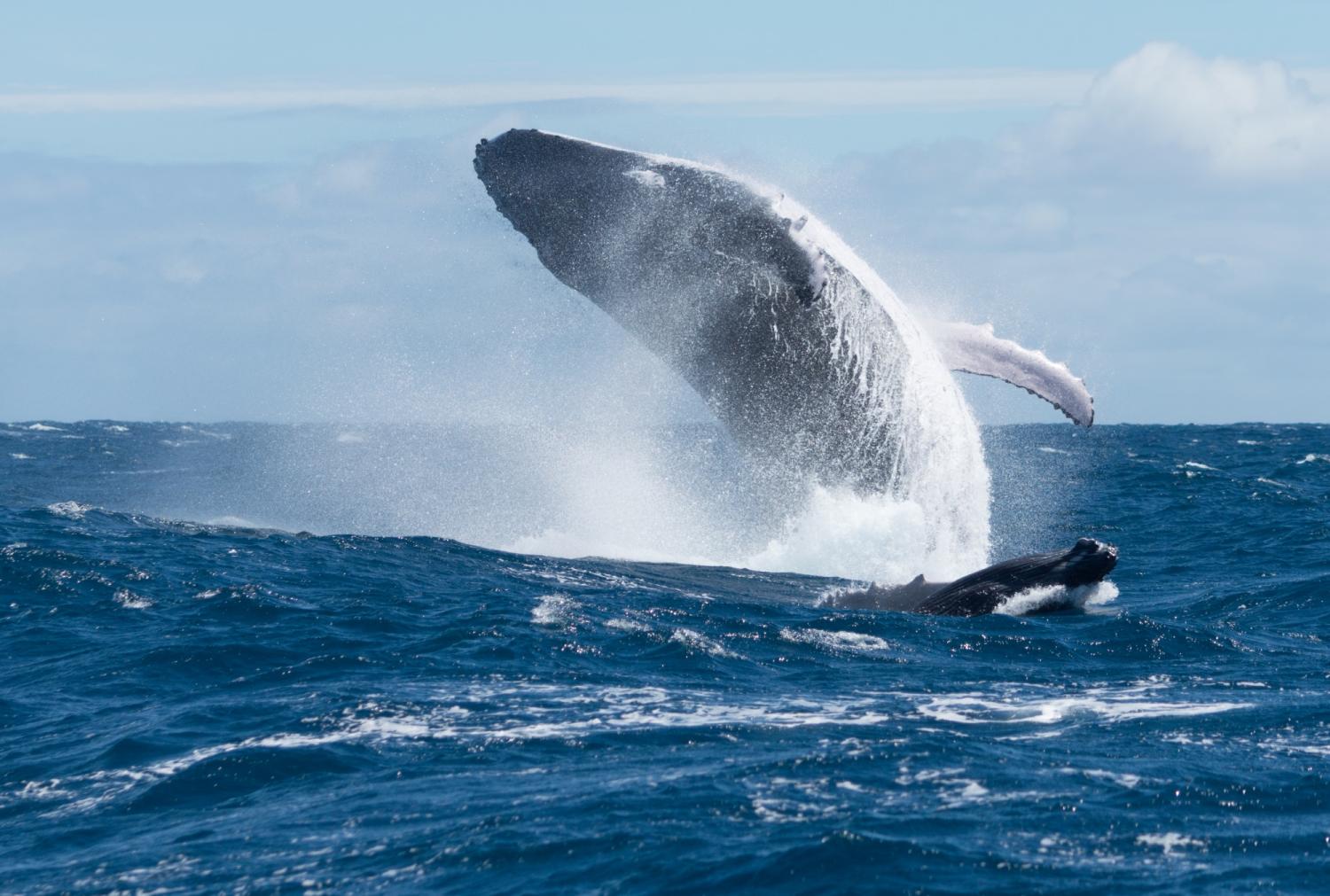 humpback whale breaching ocean surface