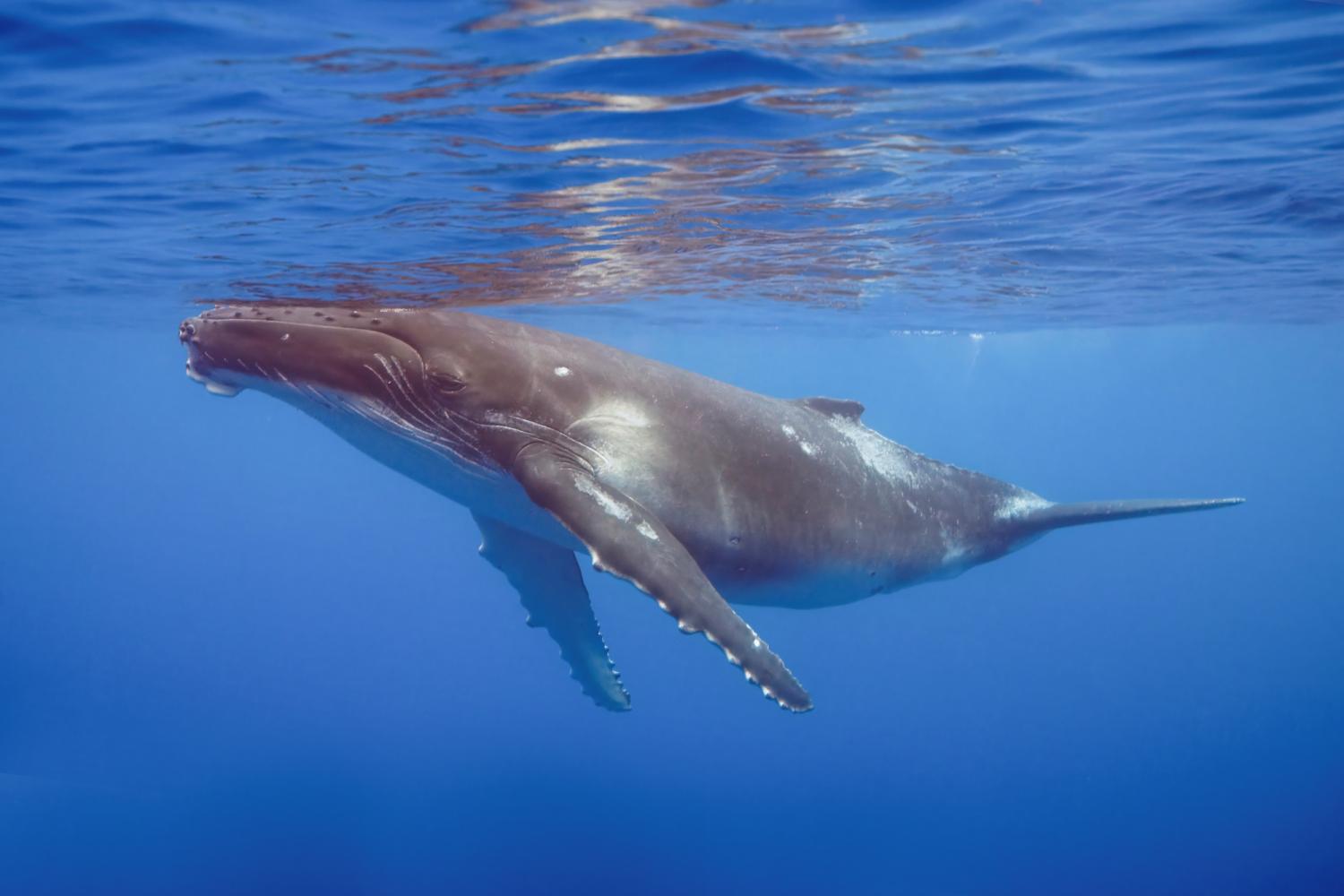 humpback whale swimming