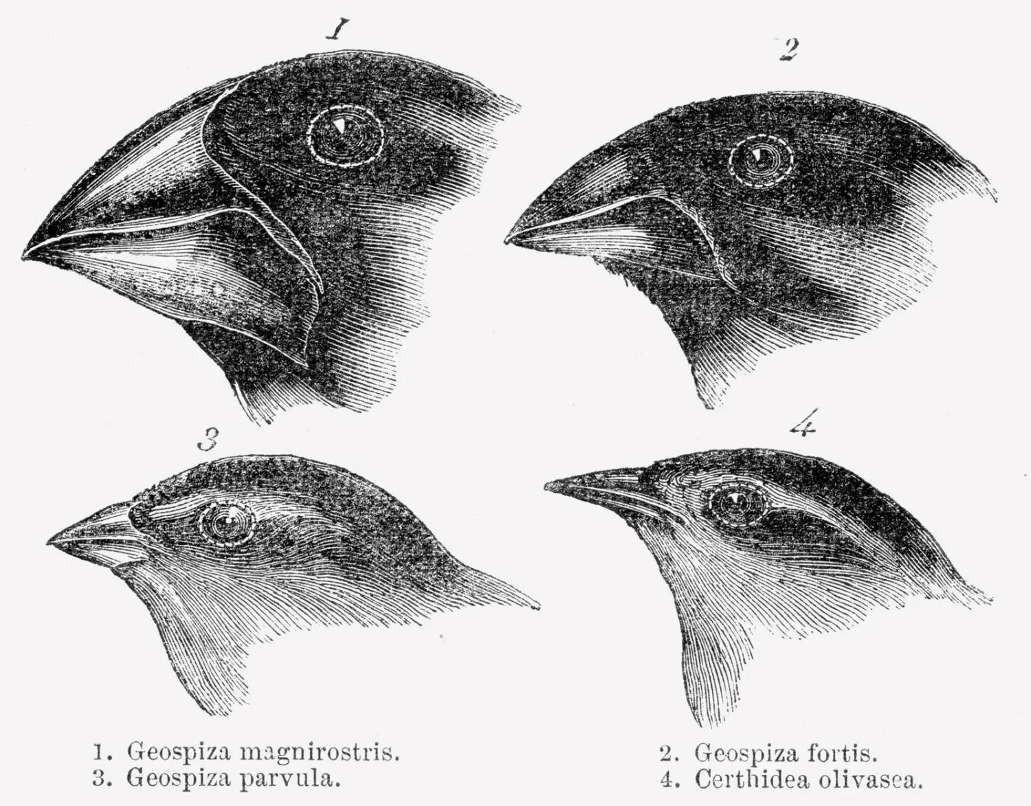illustration of finches with varying beak lengths