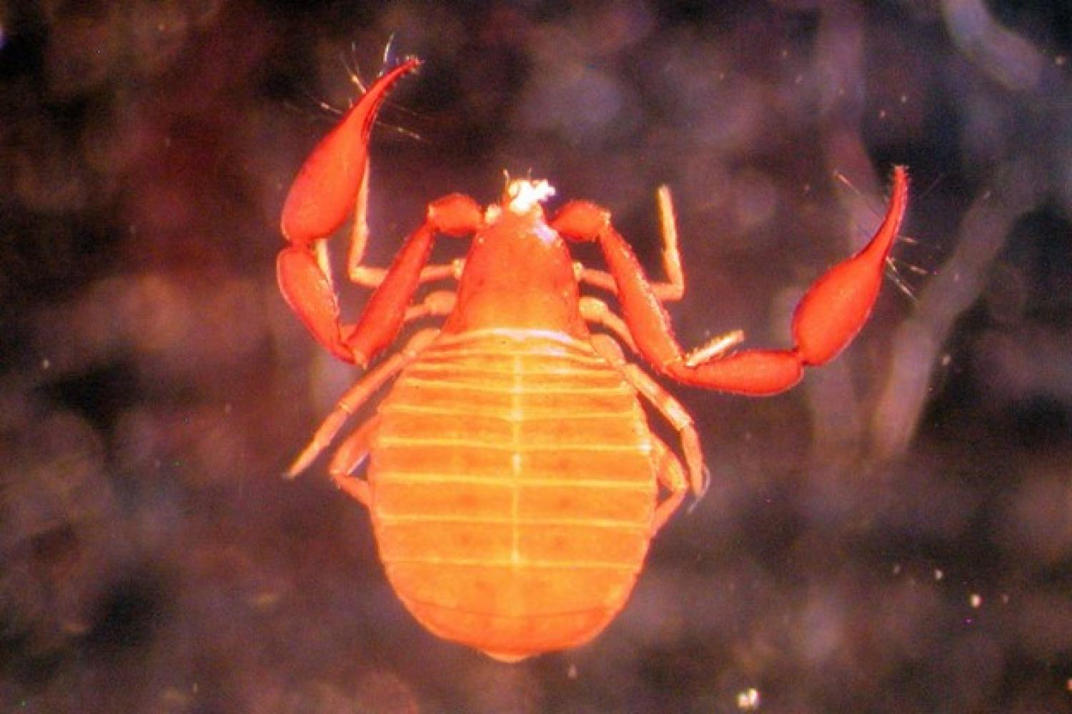 a reddish-orange Larca boulderica pseudoscorpion