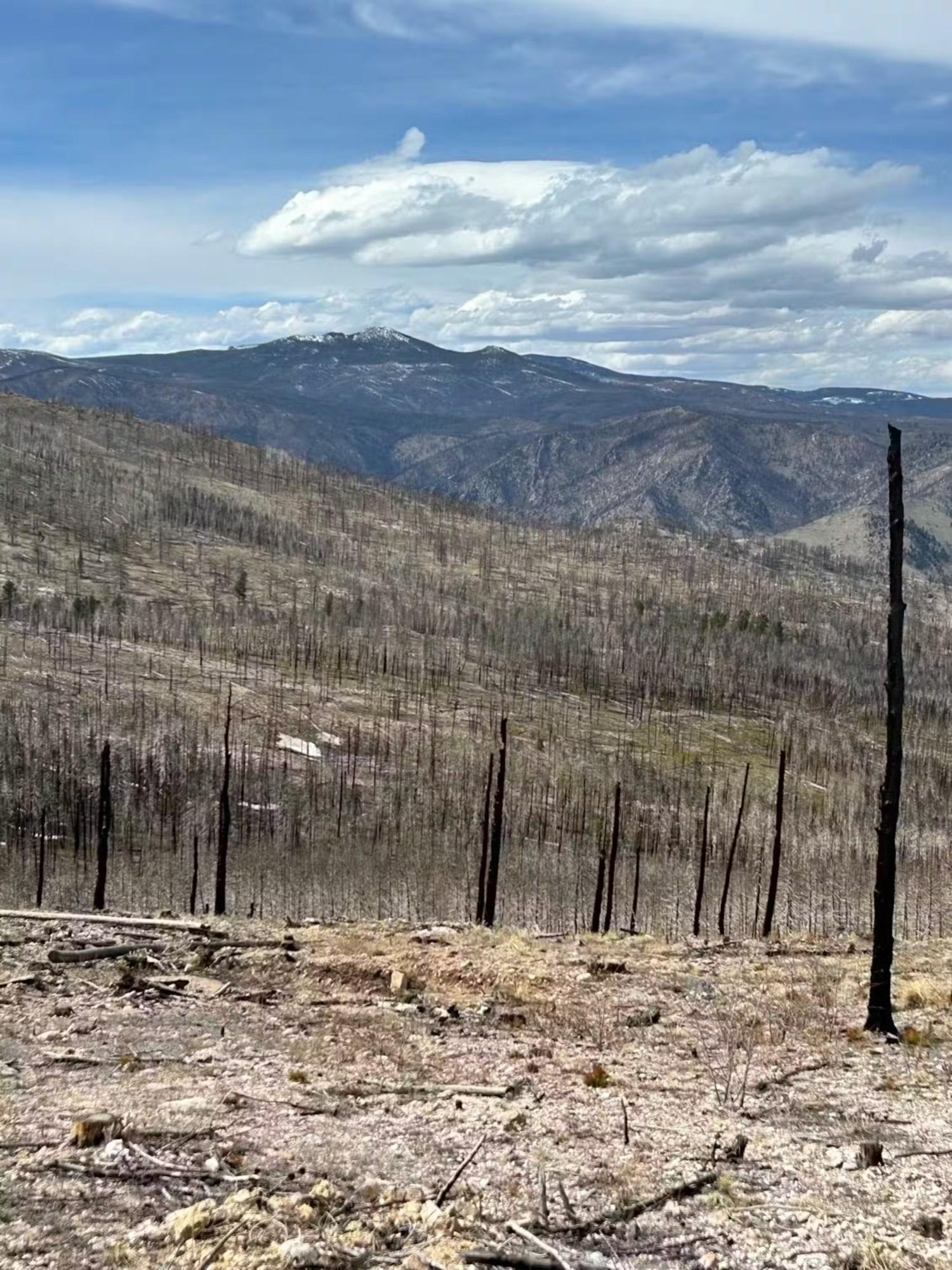 forest fire burn scar by Cameron Peak in Colorado