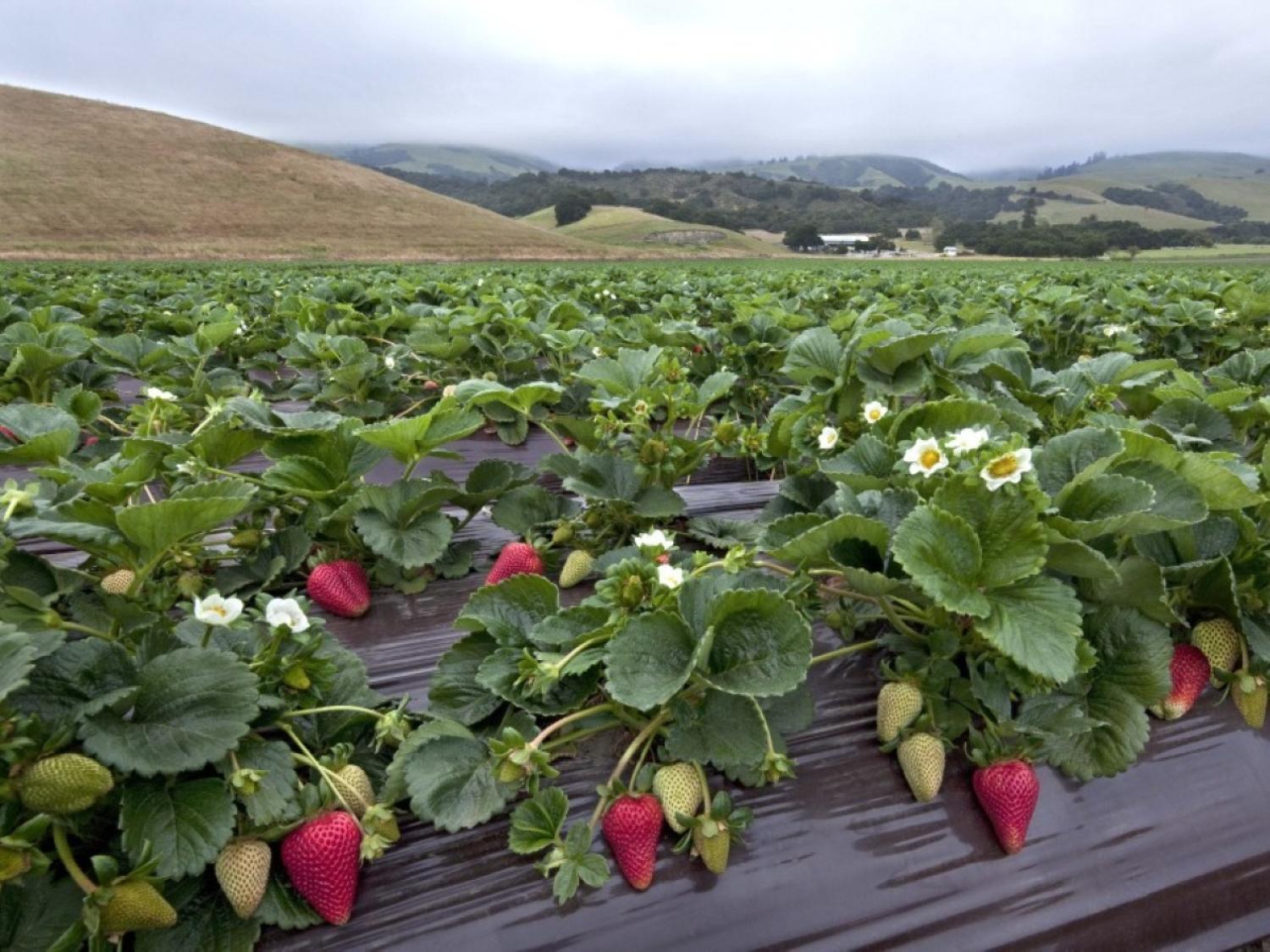 strawberries growing in plants in raised beds