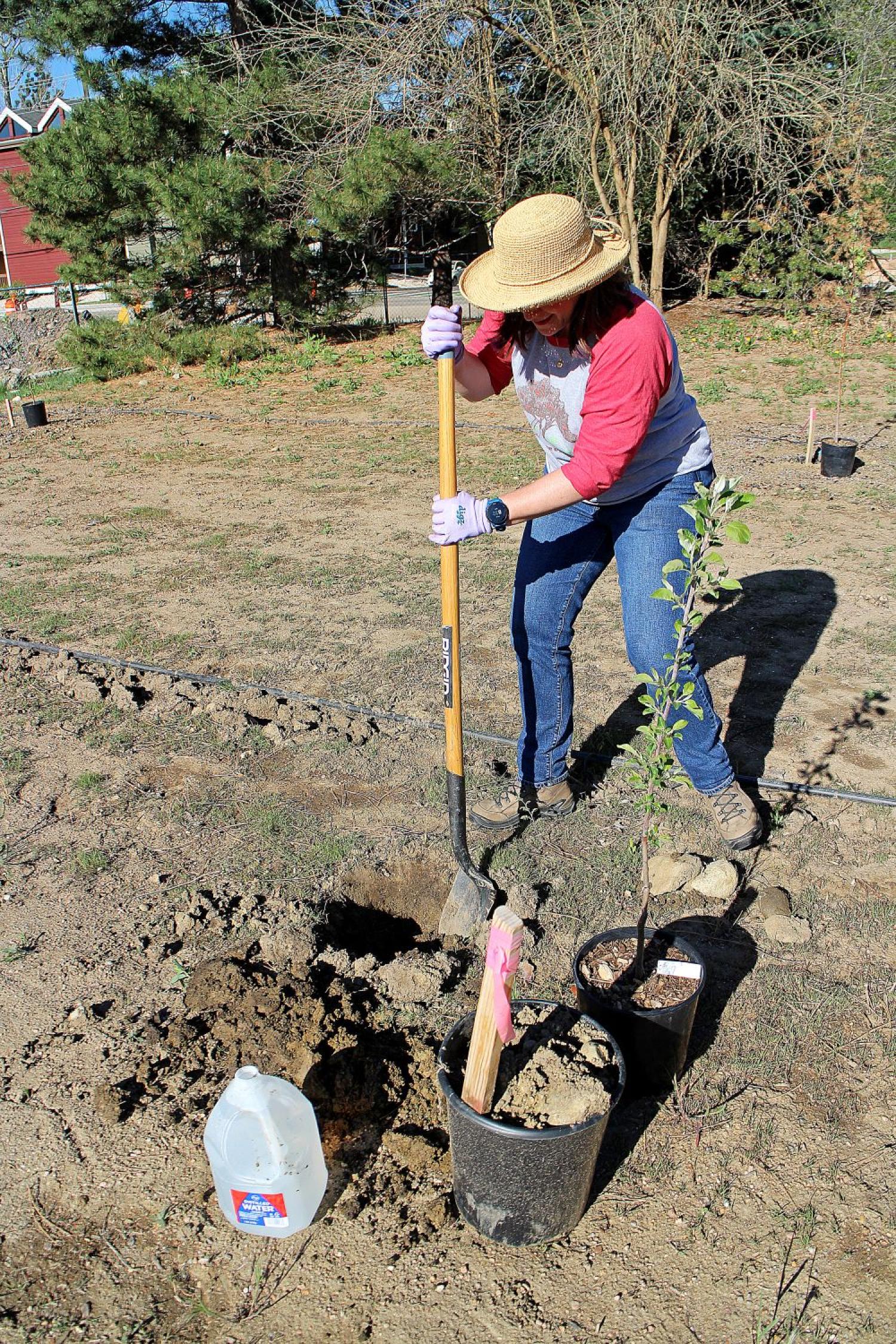 Amy Dunbar-Wallis digging hole for an apple tree