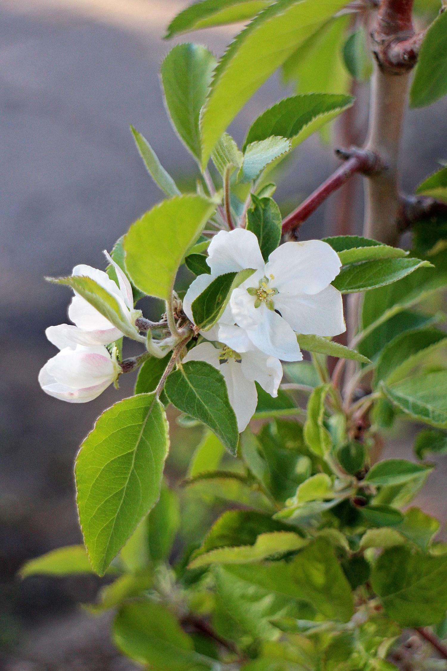 apple blossoms