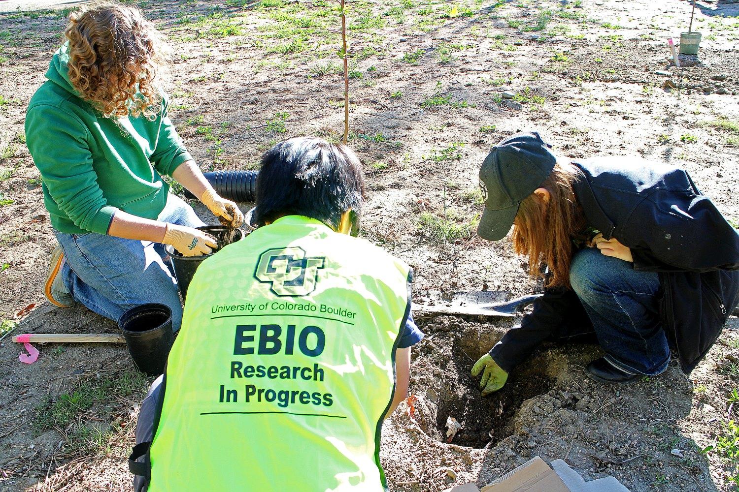 Sophie Small, Isaac Kou and Kyrie MacArthur plant an apple tree