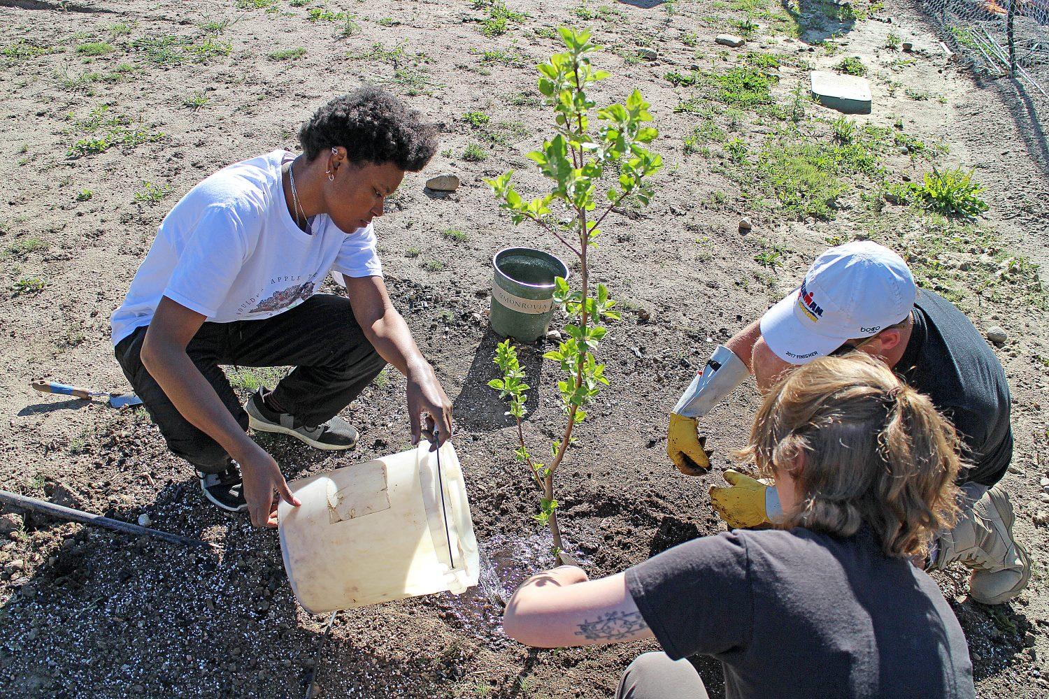 Mia Williams waters newly planted apple tree
