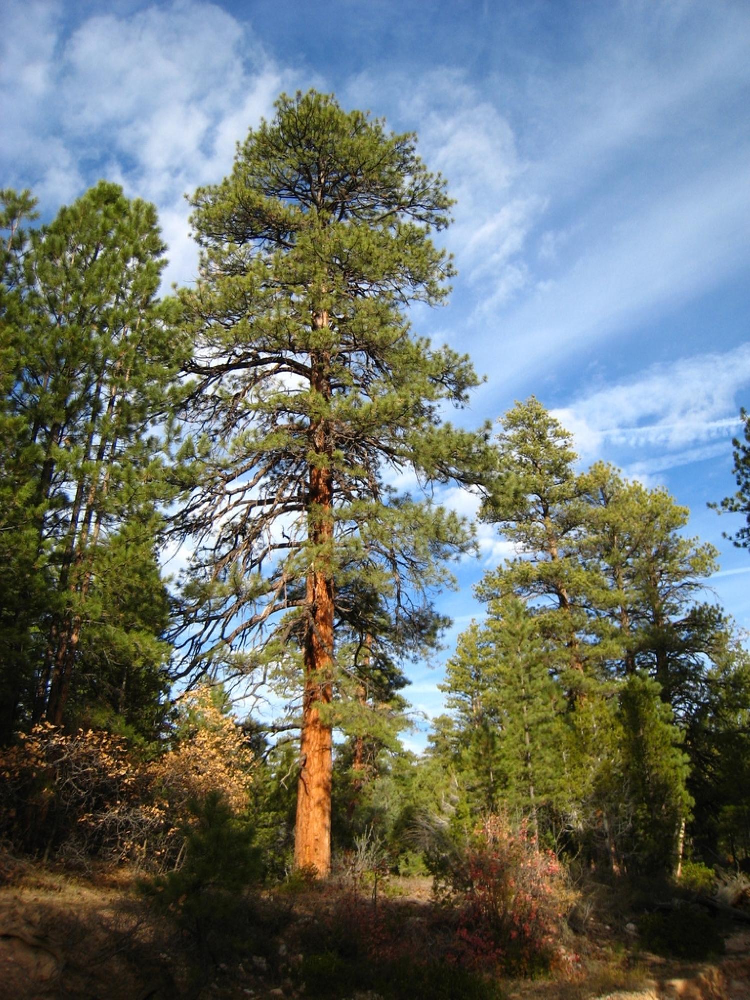 Ponderosa pine trees