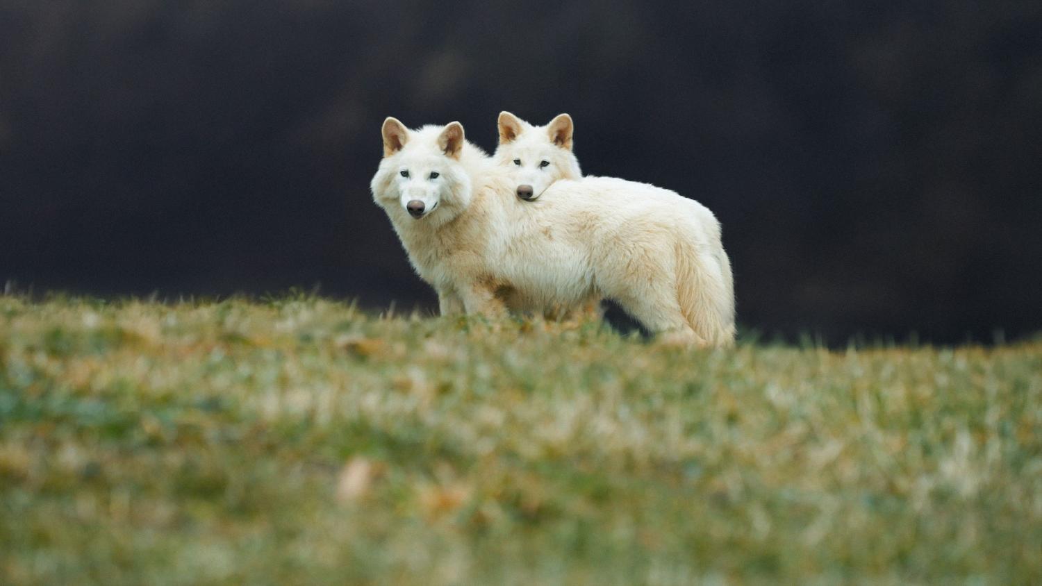 Dire wolves young adults