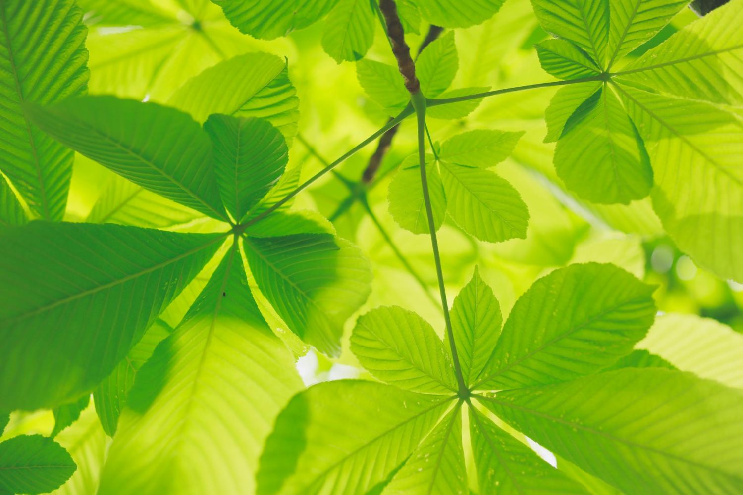 sunlight shining on cluster of light green leaves