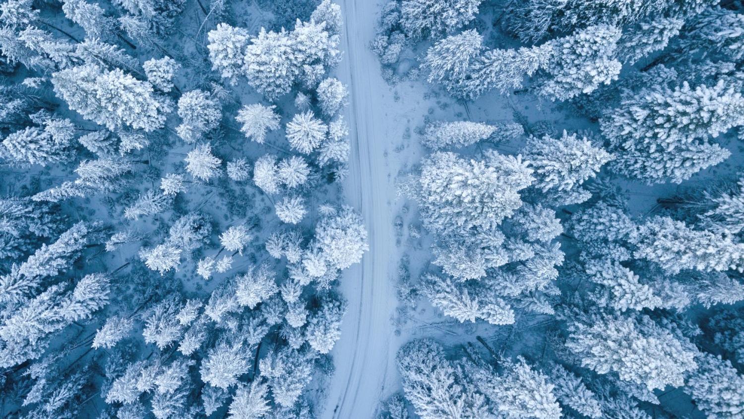 overhead view of evergreen trees blanketed with snow