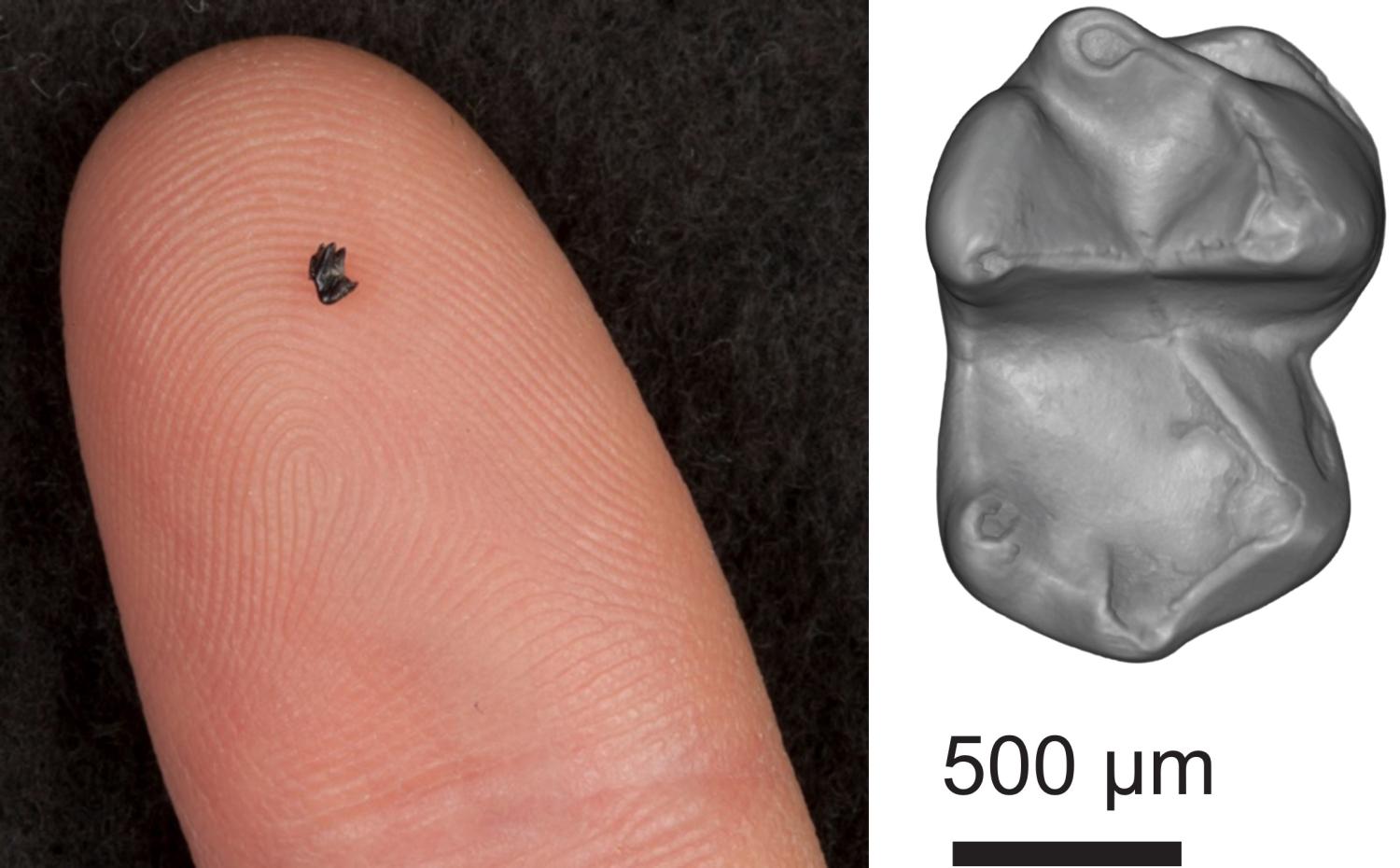 tiny mammal tooth fossil on index finger and illustration of tooth