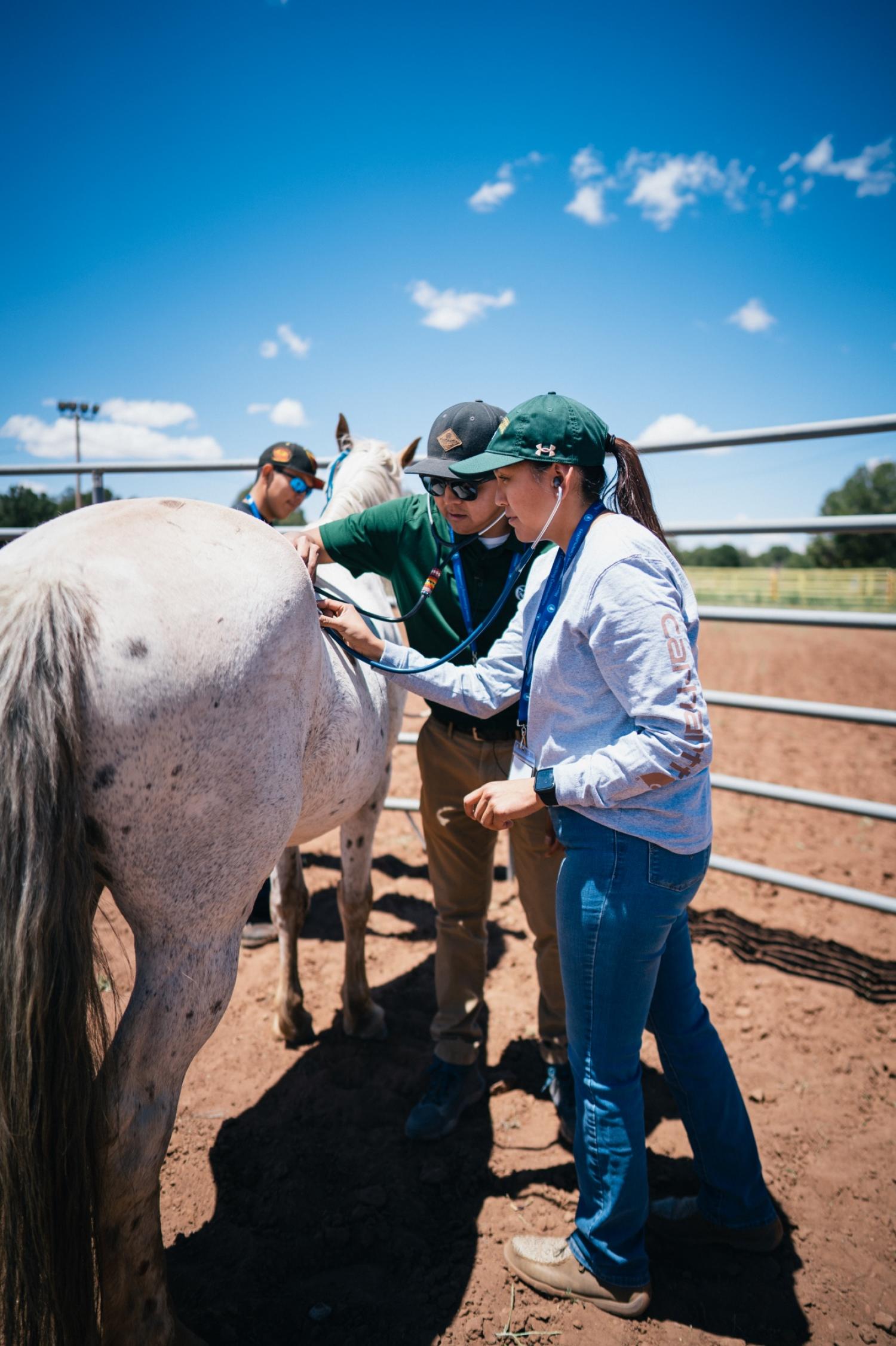 veterinarian using stethoscope on white horse