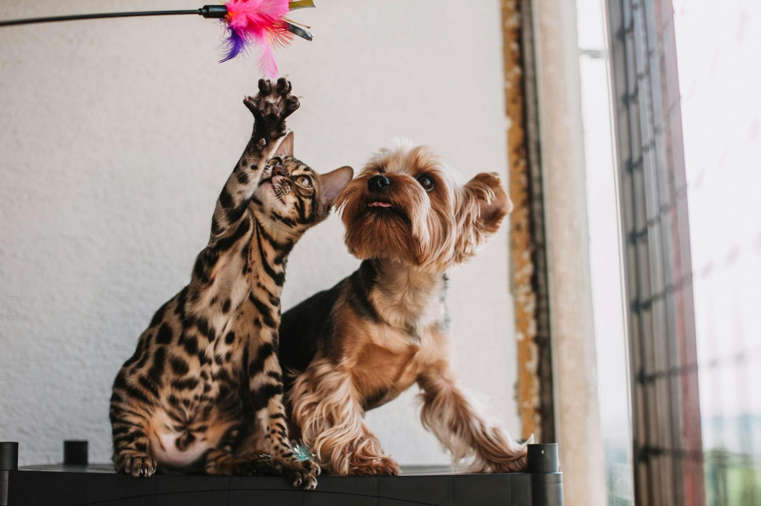 a bengal cat and small dog playing with a feather wand