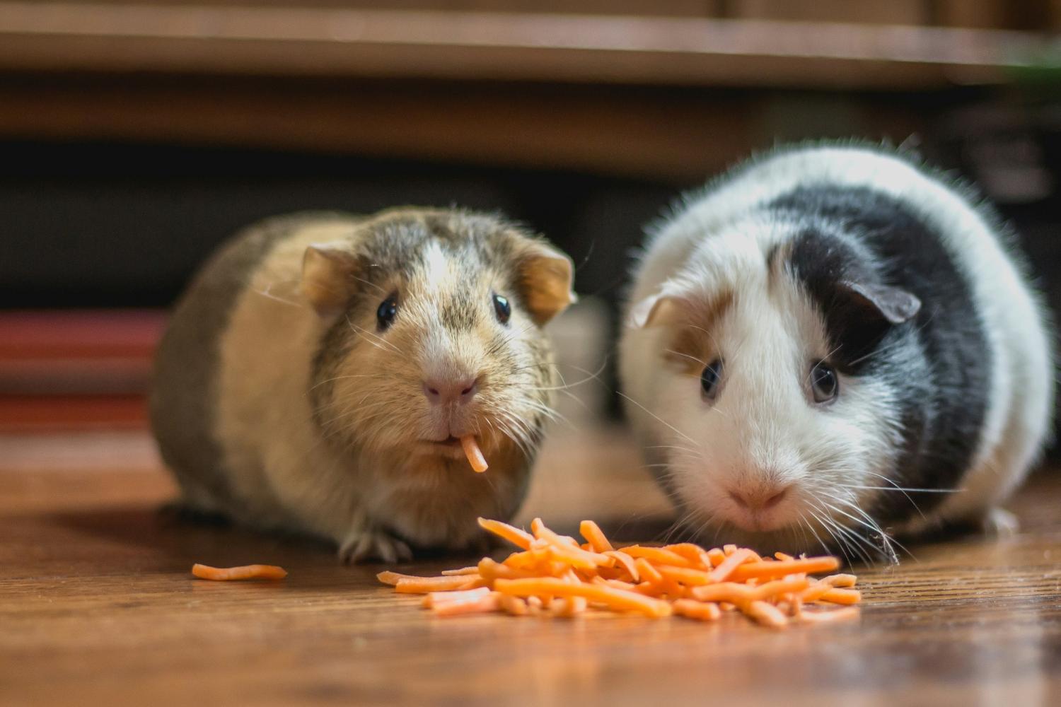 two spotted guinea pigs eating shredded carrots