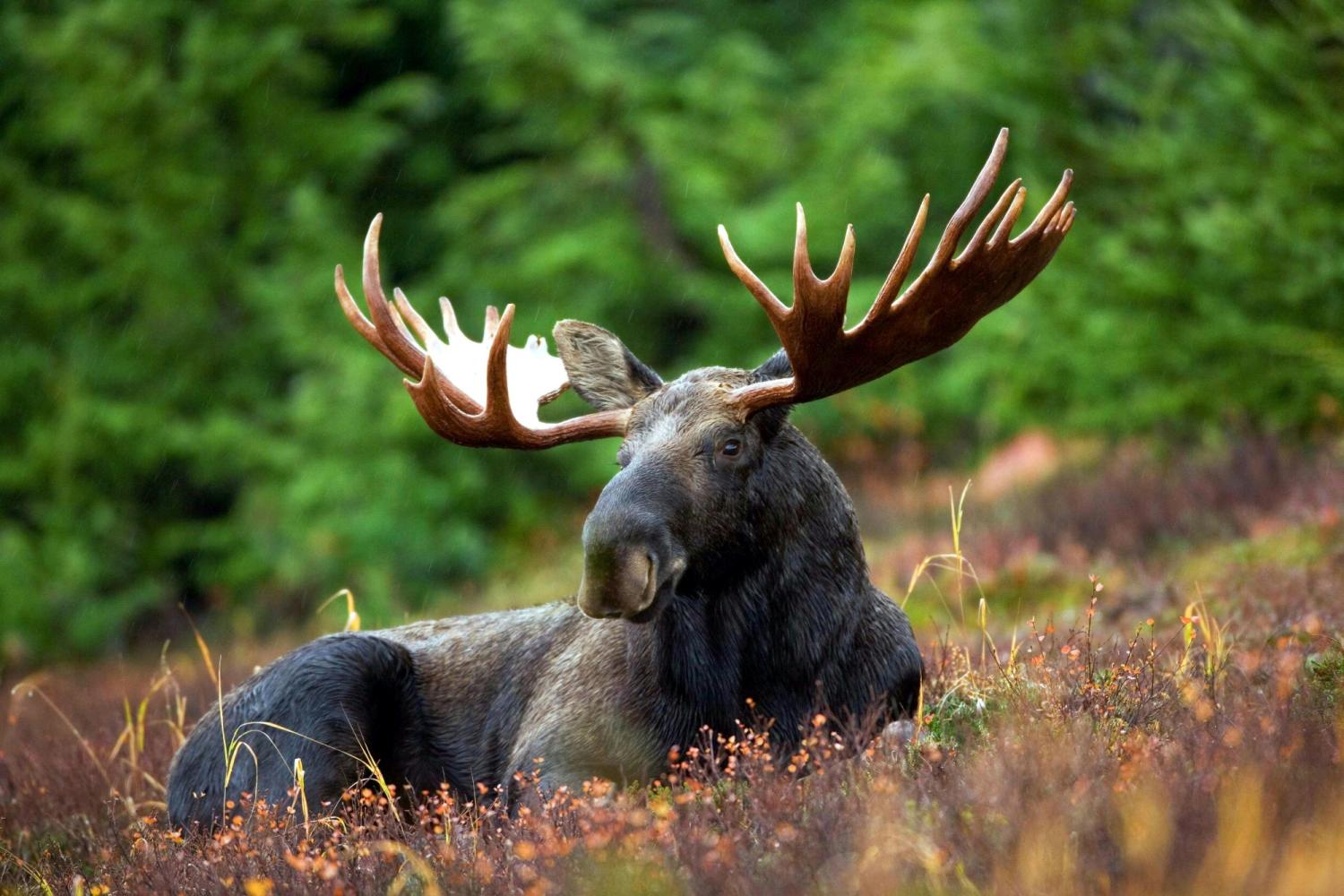 moose lying in autumn pasture with trees in background